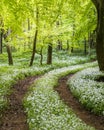 Sunshine illuminates a path through wild garlic in a Dorset woodland