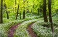 Sunshine illuminates a path through wild garlic in a Dorset woodland