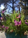 Spanish Lavender in a Turquoise Pot Royalty Free Stock Photo