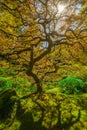 Sunshine through the Japanese Maple Tree in Portland, Oregon Royalty Free Stock Photo