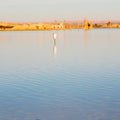 sunshine in the lake yellow desert of morocco sand and dune Royalty Free Stock Photo