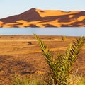 sunshine in the lake yellow desert of morocco sand and dune Royalty Free Stock Photo