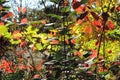 Sunshine through leaves of fall shrubs