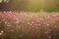 Sunshine is lighting from sky at Cosmos flower fields in the evening Royalty Free Stock Photo