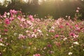 Sunshine is lighting from sky at Cosmos flower fields in the evening Royalty Free Stock Photo