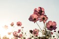 Sunshine is lighting from sky at Cosmos flower fields in the evening Royalty Free Stock Photo