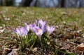 Sunshine in local park with crocuses