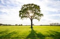 Sunshine through lone oak tree on green meadow Royalty Free Stock Photo
