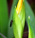 Sunshine on Lucilia sericata