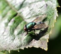 Sunshine on Lucilia sericata