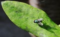 Sunshine on Lucilia sericata Royalty Free Stock Photo