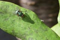 Sunshine on Lucilia sericata Royalty Free Stock Photo