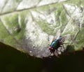 Sunshine on Lucilia sericata