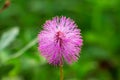 Sunshine mimosa powderpuff Mimosa strigillosa flower closeup - Davie, Florida, USA Royalty Free Stock Photo