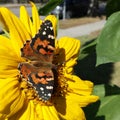 Sunshine monarch butterfly Sunflower sun bathing Royalty Free Stock Photo