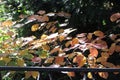 Sunshine through an orange shrub`s leaves