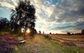 Sunshine over bench by birch tree