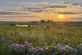 Sunshine over the flower field