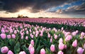 Sunshine over pink tulip field Royalty Free Stock Photo