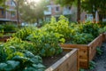 Sunshine Over Urban Edible Garden Beds AI Generated