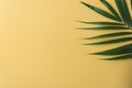 Sunshine on palm tree leaf.vacation summer.top view background.minimal background