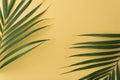 Sunshine on palm tree leaf.vacation summer.top view background.minimal background
