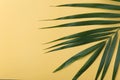 Sunshine on palm tree leaf.vacation summer.top view background.minimal background