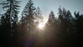 Sunshine peeking threw fur trees in Humboldt county CA