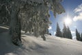 Sunshine and pine tree Royalty Free Stock Photo