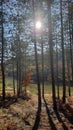 Sunshine through pine tree leaves Royalty Free Stock Photo