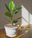 Sunshine on the potted ficus elastica, interior ornamental plant, rubber fig Royalty Free Stock Photo