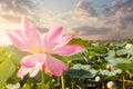 Sunshine rising lotus flower on greenery plant background