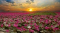 Sunshine rising lotus flower