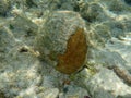 Sunshine on the sand and marine life underwater Royalty Free Stock Photo