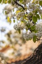 Sunshine shining on the blooming pear blossoms