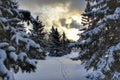 Sunshine Sky Behind Wintery Trees