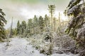 Sunshine between snowed in dead fir trees Brocken Harz Germany Royalty Free Stock Photo