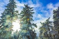 Sunshine between snowed in icy fir trees Brocken Harz Germany Royalty Free Stock Photo