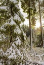 Sunshine between snowed in icy fir trees Brocken Harz Germany Royalty Free Stock Photo