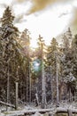 Sunshine between snowed in icy fir trees Brocken Harz Germany Royalty Free Stock Photo