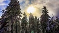 Sunshine between snowed in icy fir trees Brocken Harz Germany Royalty Free Stock Photo