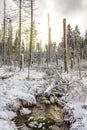 Sunshine between snowed in icy fir trees Brocken Harz Germany Royalty Free Stock Photo