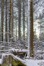 Sunshine between snowed in icy fir trees Brocken Harz Germany Royalty Free Stock Photo