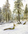 Sunshine on snowed in icy fir trees Brocken Harz Germany Royalty Free Stock Photo