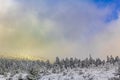 Sunshine on snowed in icy fir trees Brocken Harz Germany Royalty Free Stock Photo