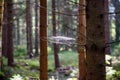 Sunshine on spiderweb hanging on branch in forest