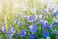 Sunshine summer lawn with little blue flowers and rain drops Royalty Free Stock Photo