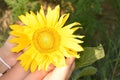 Sunflower on a summer day