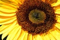 Sunshine Sunflower Florets Spiralgraph