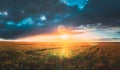 Sunshine During Sunset Above Rural Landscape With Blooming Canola Colza Flowers. Sun Shining In Dramatic Sky At Sunrise Royalty Free Stock Photo